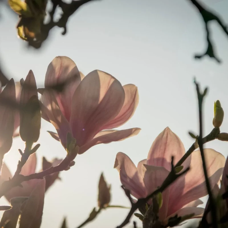 DIFFUSEUR CHOGAN PARFUM MAGNOLIA description
